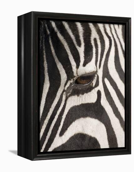 Zebra in Ngorongoro Crater, Tanzania-Paul Souders-Framed Premier Image Canvas