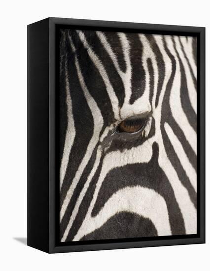 Zebra in Ngorongoro Crater, Tanzania-Paul Souders-Framed Premier Image Canvas