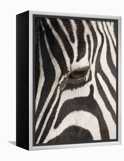 Zebra in Ngorongoro Crater, Tanzania-Paul Souders-Framed Premier Image Canvas