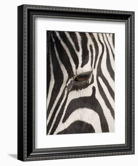 Zebra in Ngorongoro Crater, Tanzania-Paul Souders-Framed Premium Photographic Print