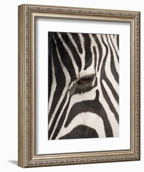 Zebra in Ngorongoro Crater, Tanzania-Paul Souders-Framed Photographic Print