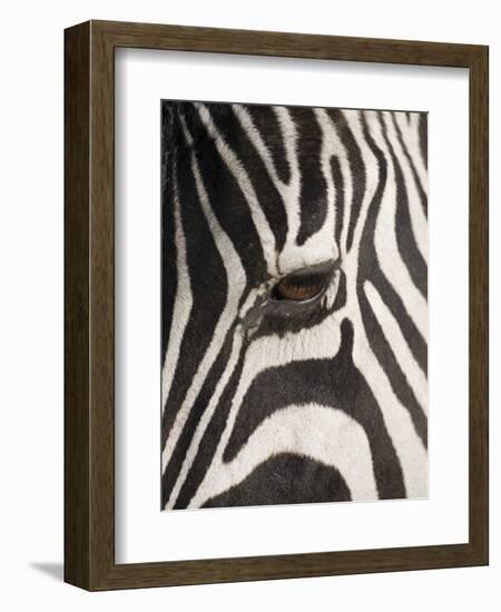 Zebra in Ngorongoro Crater, Tanzania-Paul Souders-Framed Photographic Print