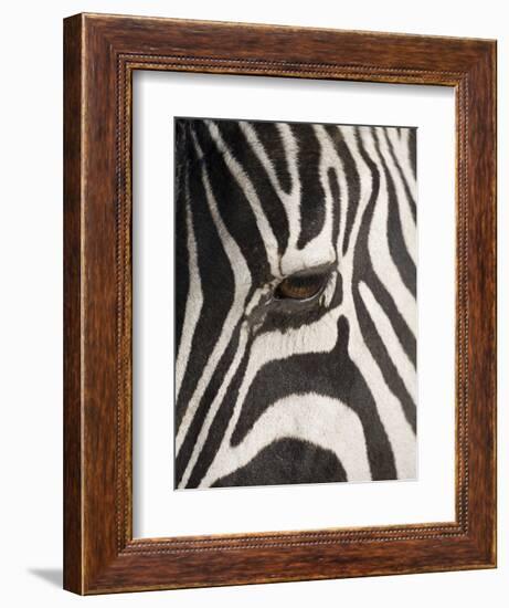 Zebra in Ngorongoro Crater, Tanzania-Paul Souders-Framed Photographic Print