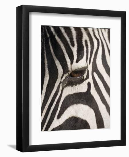 Zebra in Ngorongoro Crater, Tanzania-Paul Souders-Framed Photographic Print