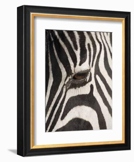 Zebra in Ngorongoro Crater, Tanzania-Paul Souders-Framed Photographic Print