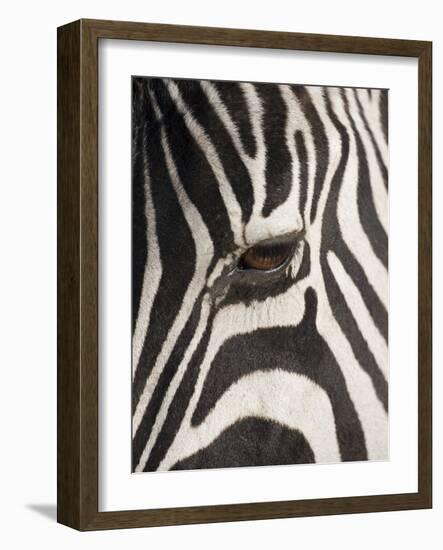 Zebra in Ngorongoro Crater, Tanzania-Paul Souders-Framed Photographic Print