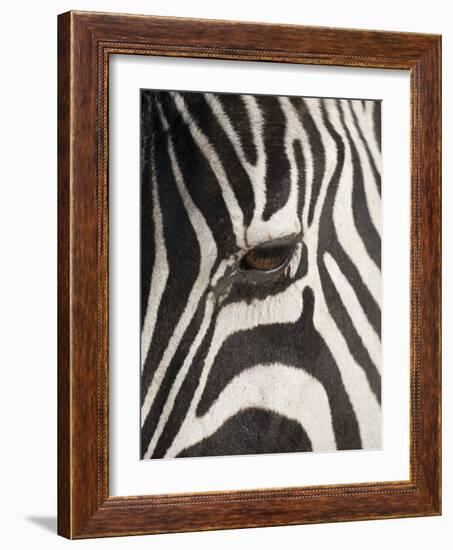 Zebra in Ngorongoro Crater, Tanzania-Paul Souders-Framed Photographic Print