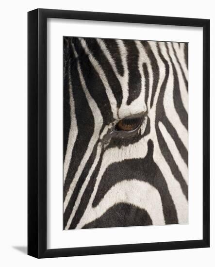Zebra in Ngorongoro Crater, Tanzania-Paul Souders-Framed Photographic Print