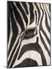 Zebra in Ngorongoro Crater, Tanzania-Paul Souders-Mounted Photographic Print