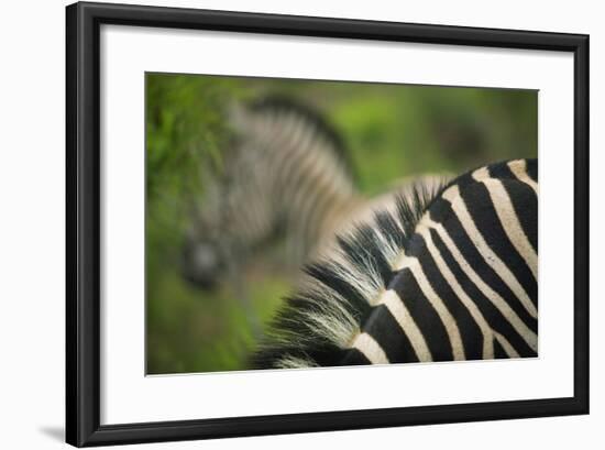 Zebra in Pilanesberg National Park-Jon Hicks-Framed Photographic Print