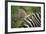 Zebra in Pilanesberg National Park-Jon Hicks-Framed Photographic Print