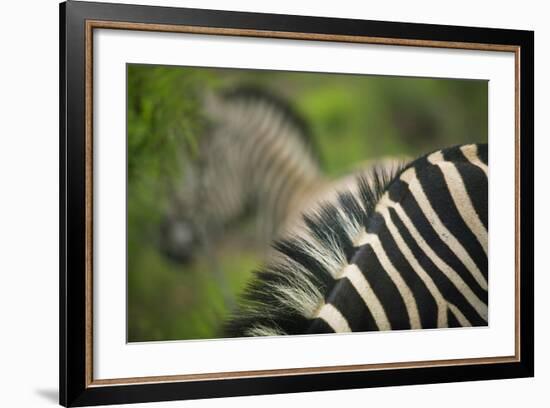 Zebra in Pilanesberg National Park-Jon Hicks-Framed Photographic Print