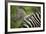 Zebra in Pilanesberg National Park-Jon Hicks-Framed Photographic Print