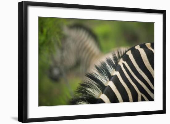 Zebra in Pilanesberg National Park-Jon Hicks-Framed Photographic Print