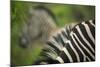 Zebra in Pilanesberg National Park-Jon Hicks-Mounted Photographic Print