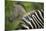 Zebra in Pilanesberg National Park-Jon Hicks-Mounted Photographic Print