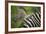 Zebra in Pilanesberg National Park-Jon Hicks-Framed Photographic Print