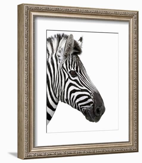 Zebra in Profile-null-Framed Art Print