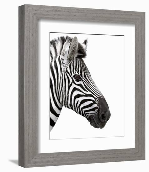 Zebra in Profile-null-Framed Art Print