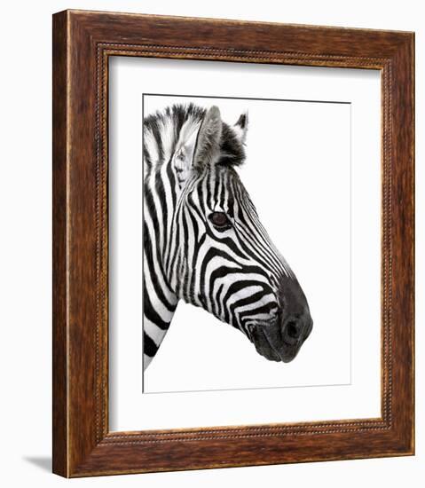 Zebra in Profile-null-Framed Art Print