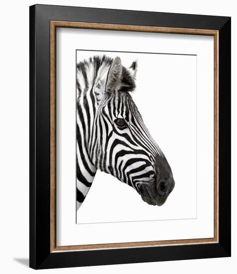 Zebra in Profile-null-Framed Art Print