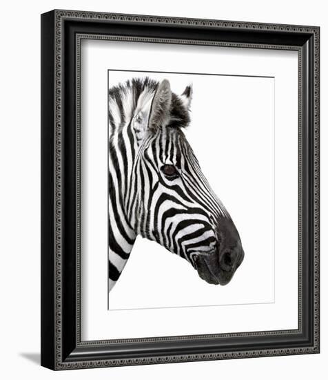 Zebra in Profile-null-Framed Art Print