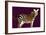 Zebra in Purple Horizontal-Ikuko Kowada-Framed Giclee Print