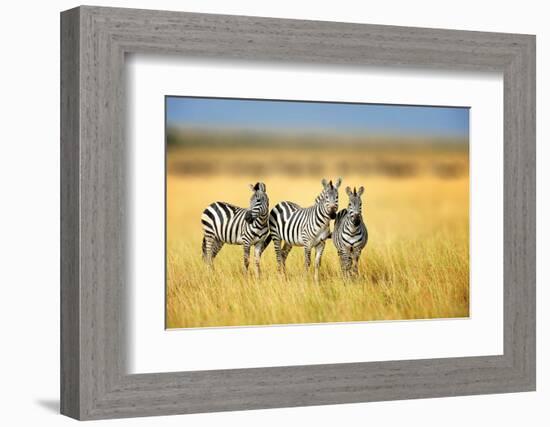 Zebra in the Grass Nature Habitat, National Park of Kenya. Wildlife Scene from Nature, Africa-Volodymyr Burdiak-Framed Photographic Print