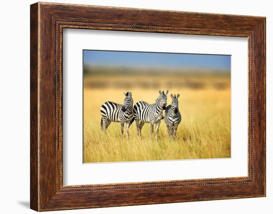 Zebra in the Grass Nature Habitat, National Park of Kenya. Wildlife Scene from Nature, Africa-Volodymyr Burdiak-Framed Photographic Print