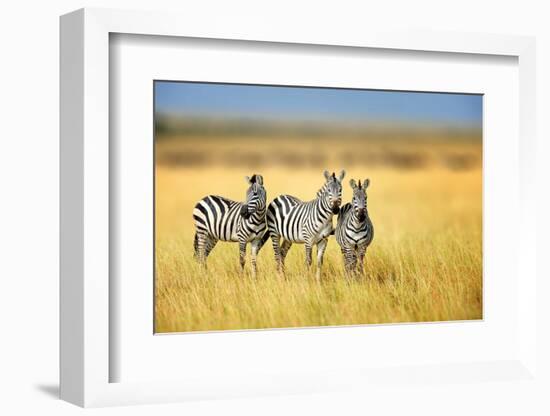 Zebra in the Grass Nature Habitat, National Park of Kenya. Wildlife Scene from Nature, Africa-Volodymyr Burdiak-Framed Photographic Print