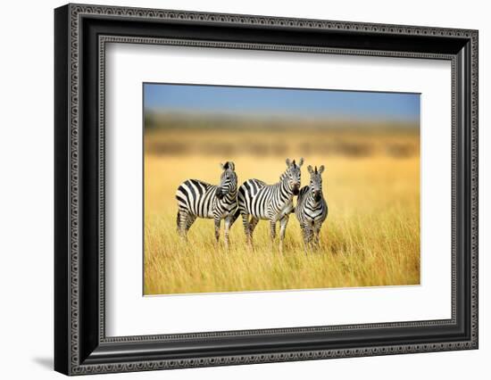 Zebra in the Grass Nature Habitat, National Park of Kenya. Wildlife Scene from Nature, Africa-Volodymyr Burdiak-Framed Photographic Print