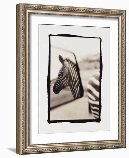 Zebra in the Mirror 1-Theo Westenberger-Framed Photographic Print