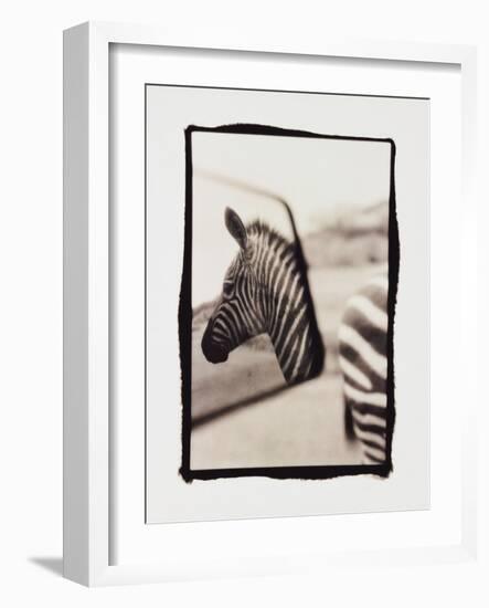 Zebra in the Mirror 1-Theo Westenberger-Framed Photographic Print