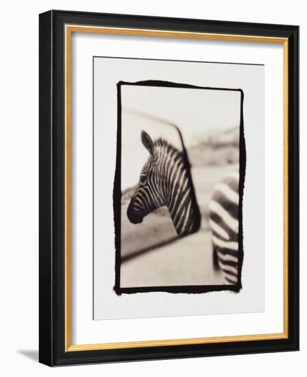 Zebra in the Mirror 1-Theo Westenberger-Framed Photographic Print