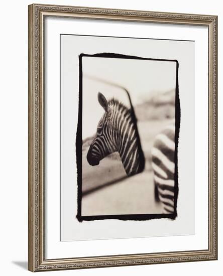 Zebra in the Mirror 1-Theo Westenberger-Framed Photographic Print