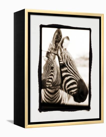 Zebra in the Mirror 2-Theo Westenberger-Framed Premier Image Canvas