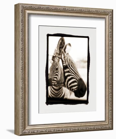 Zebra in the Mirror 2-Theo Westenberger-Framed Photographic Print