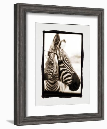 Zebra in the Mirror 2-Theo Westenberger-Framed Photographic Print