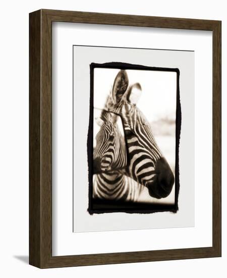 Zebra in the Mirror 2-Theo Westenberger-Framed Photographic Print