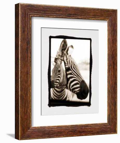 Zebra in the Mirror 2-Theo Westenberger-Framed Photographic Print