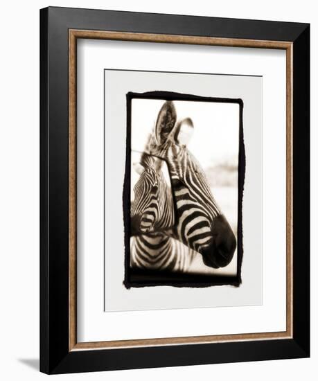 Zebra in the Mirror 2-Theo Westenberger-Framed Photographic Print