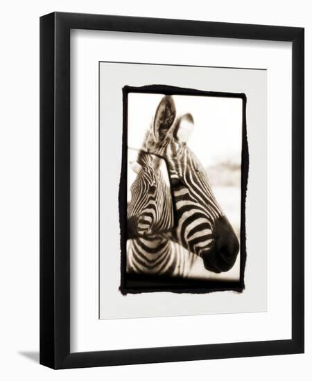 Zebra in the Mirror 2-Theo Westenberger-Framed Photographic Print