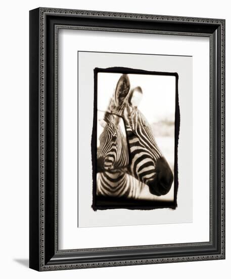 Zebra in the Mirror 2-Theo Westenberger-Framed Photographic Print