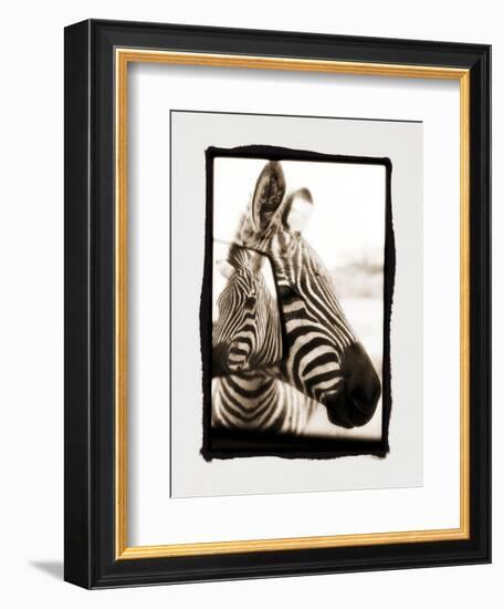 Zebra in the Mirror 2-Theo Westenberger-Framed Photographic Print