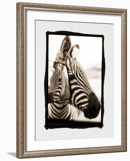 Zebra in the Mirror 2-Theo Westenberger-Framed Photographic Print