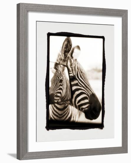 Zebra in the Mirror 2-Theo Westenberger-Framed Photographic Print