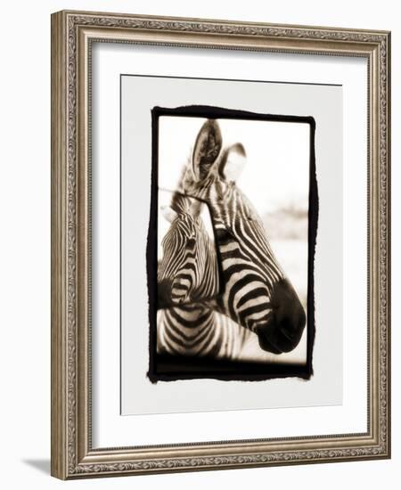 Zebra in the Mirror 2-Theo Westenberger-Framed Photographic Print