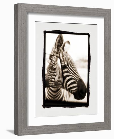 Zebra in the Mirror 2-Theo Westenberger-Framed Photographic Print