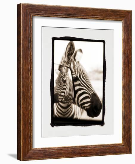 Zebra in the Mirror 2-Theo Westenberger-Framed Photographic Print