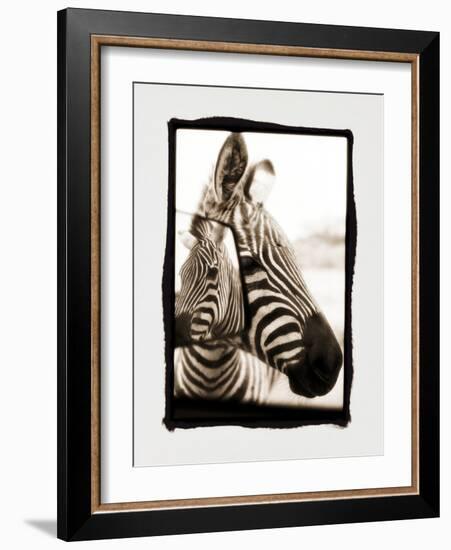 Zebra in the Mirror 2-Theo Westenberger-Framed Photographic Print